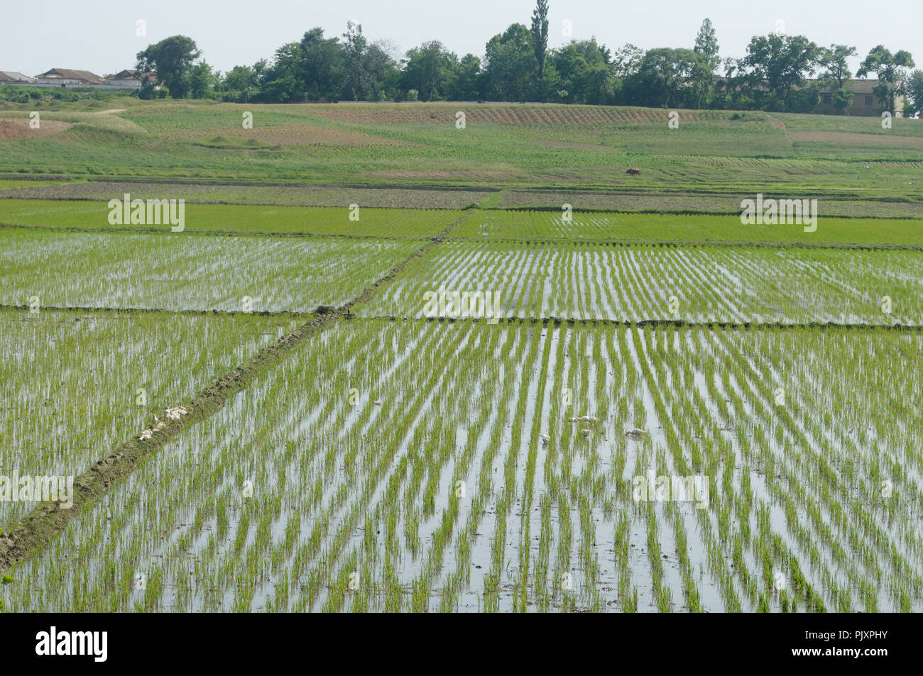 Rice Field Korean High Resolution Stock Photography and Images Alamy