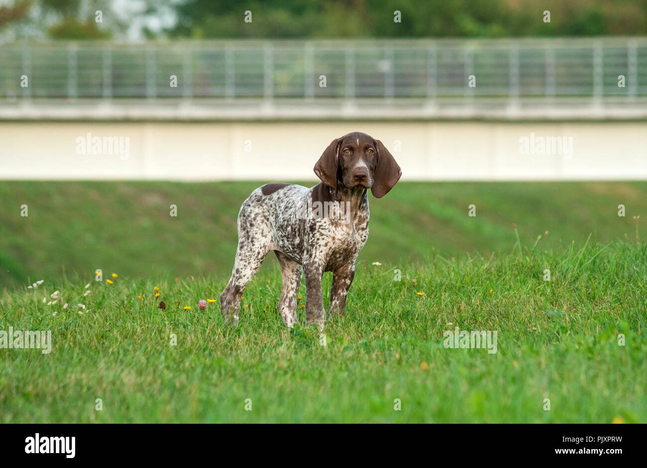 Moon meadow german shorthaired on sale pointers