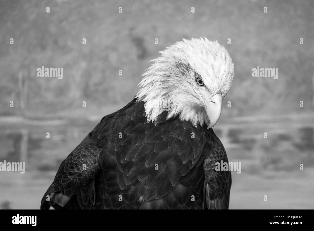 Bald eagle haliaeetus leucocephalus eye Black and White Stock Photos ...
