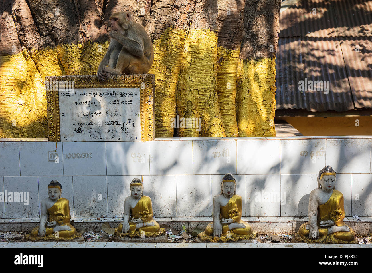A macaque monkey and some Buddha figures inside the Buddhist site at the top of the pedestal hill of Taung Kalat (Mount Popa), Myanmar (Burma). Stock Photo