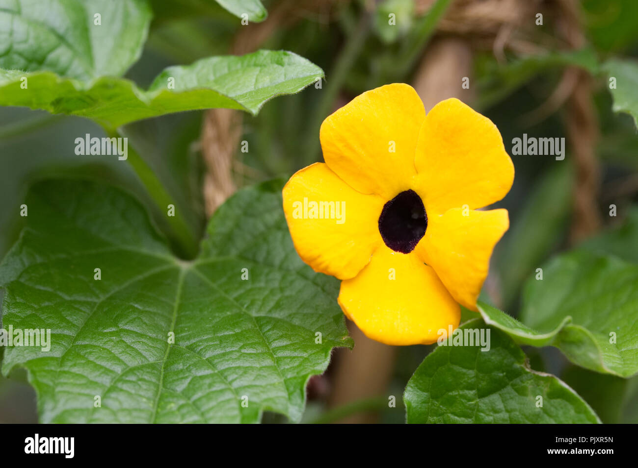 Thunbergia alata flower. Stock Photo