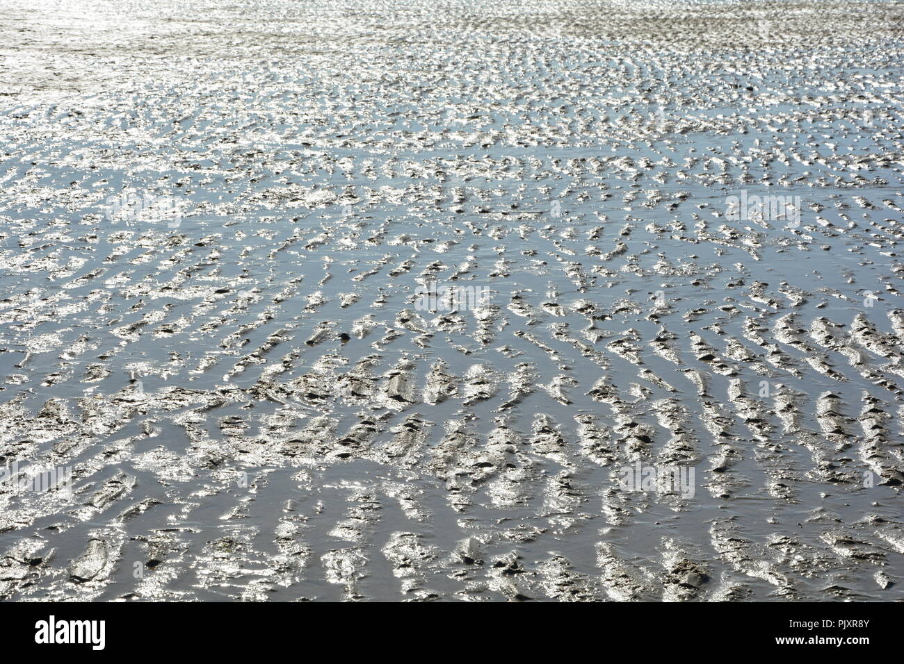 Ripple marks at sunset in detail Stock Photo