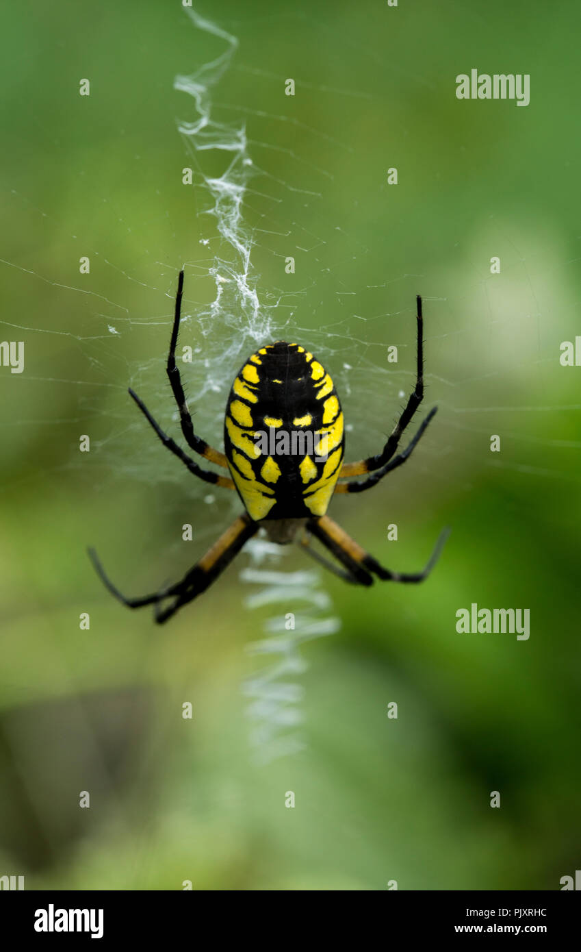 golden yellow spider weaving its web in a garden Stock Photo