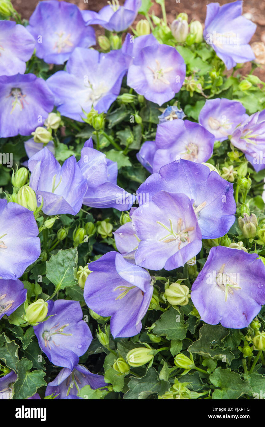 Campanula Carpatica Blue Clips. Clump forming perennial that is a soft lavender blue. Ideal for borders and containers. Stock Photo