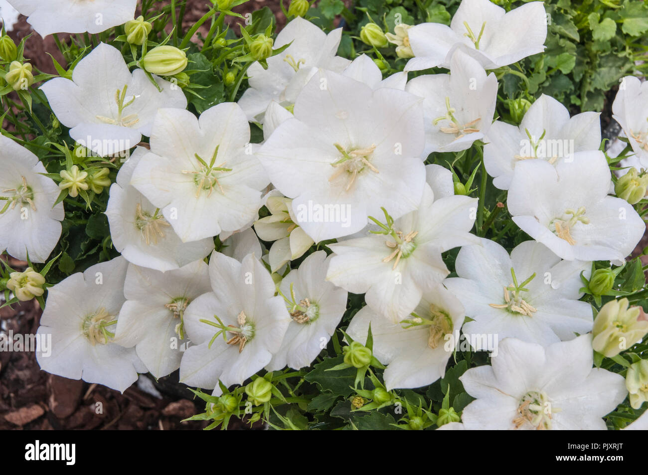 Campanula Carpatica White Clips. Clump forming perennial that is pure white. Ideal for borders and containers. Stock Photo