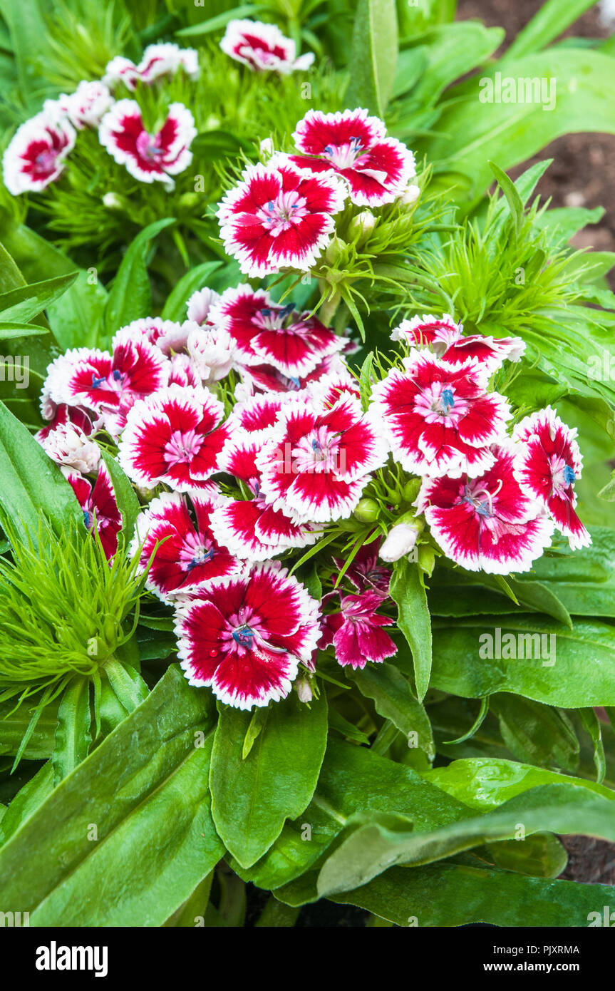Dianthus Barbarini F1 Red Picotee with green leaf background. Common name Sweet William. Stock Photo