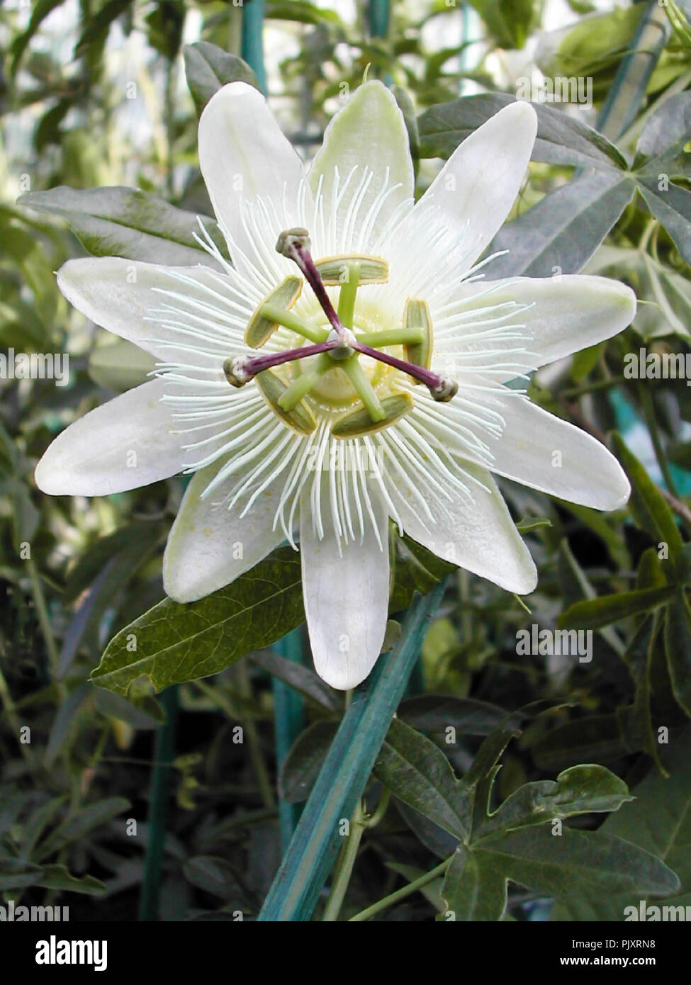 Passiflora Emily Mackenzie. White flower  in close up showing detail of stigma and stamen. Stock Photo