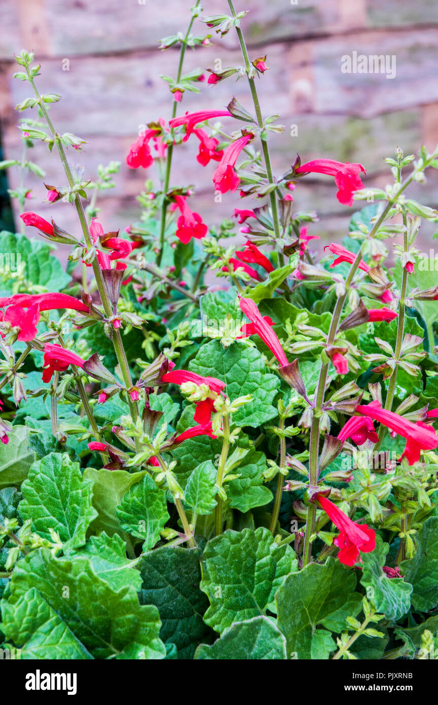 Salvia roemeriana Hot Trumpets is a herbaceous perennial that is ideal for borders. Stock Photo