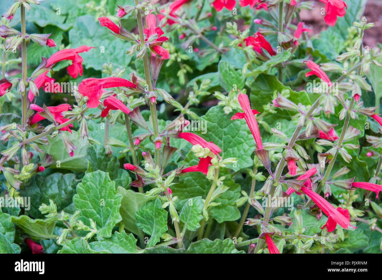 Salvia roemeriana Hot Trumpets is a herbaceous perennial that is ideal for borders. Stock Photo