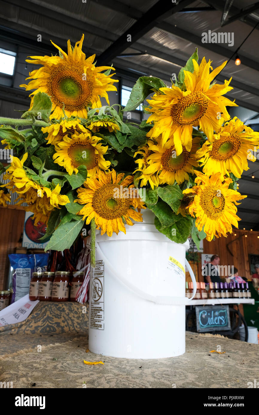 Bucket of cut fresh sunflower blooms on display in a country store or farm market, or farmer's market, in rural Pike Road Alabama, USA. Stock Photo