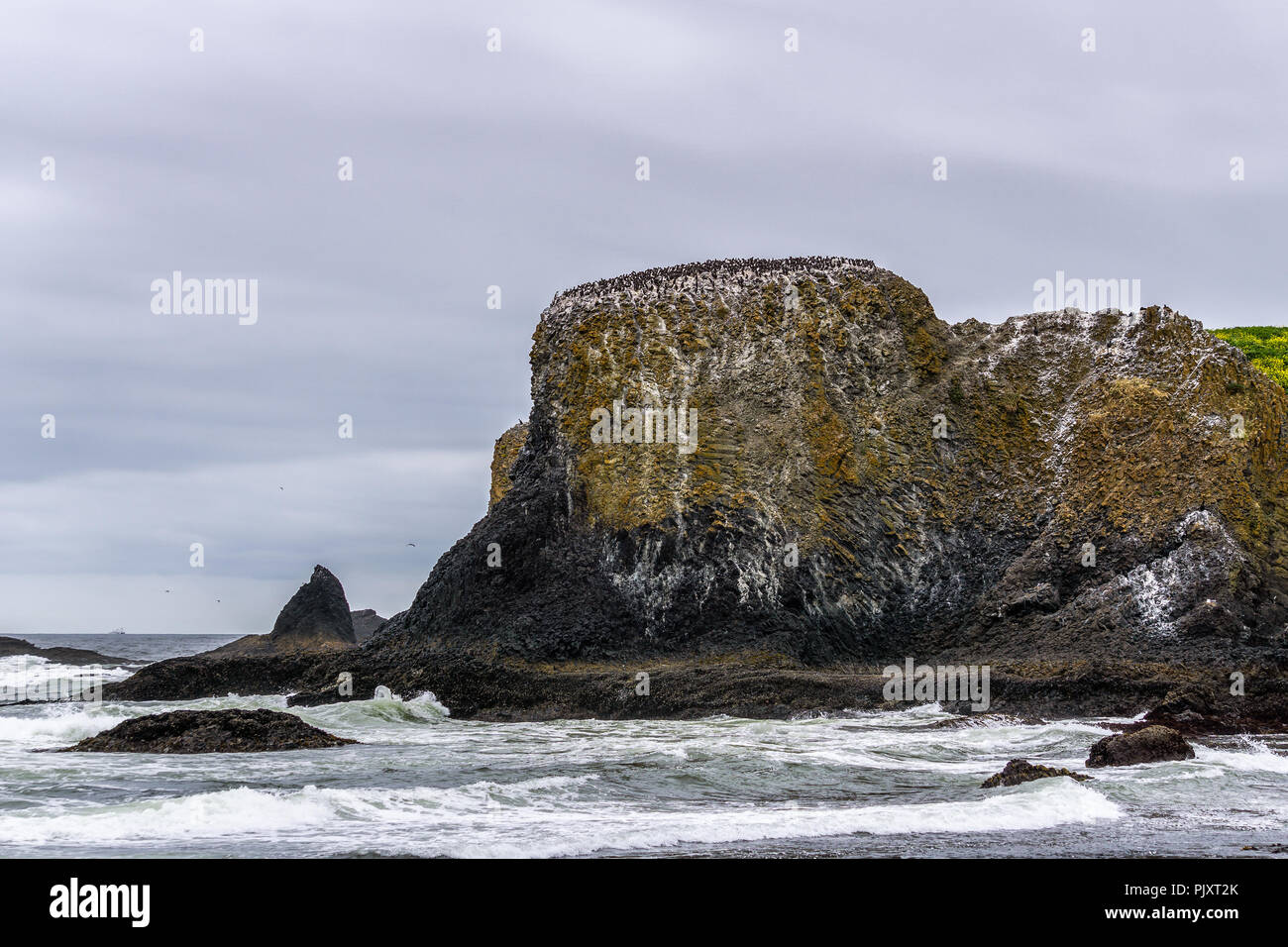 Birds or Cormorants colony on a rocky basaltic cliff or headland in Yaquina Head Outstanding Natural Area State Park, Oregon Coast, Newport, USA. Stock Photo