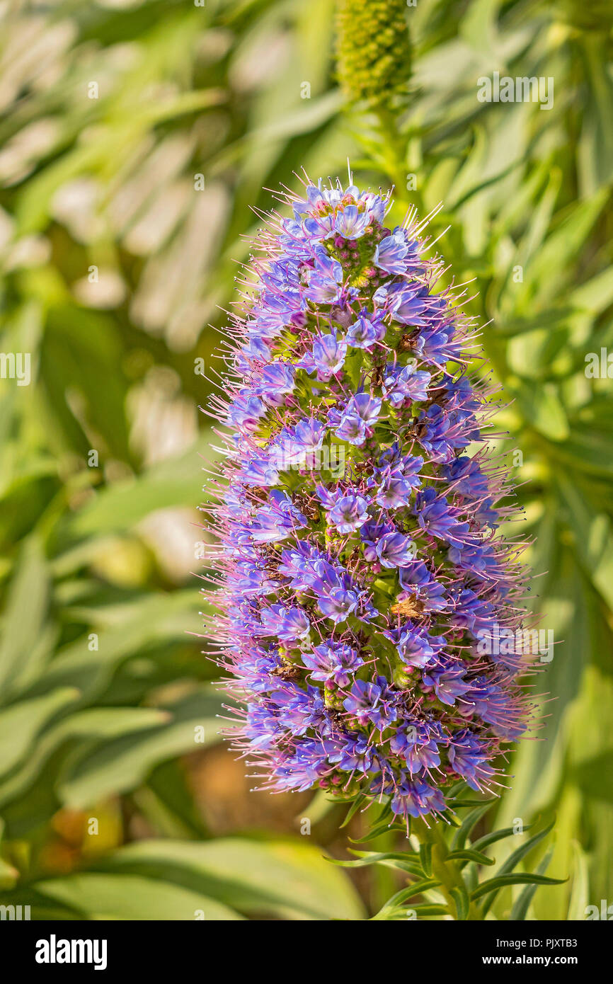 Pride Of Madeira Flower (Echium candicans) Monte Carlo Monaco Stock ...