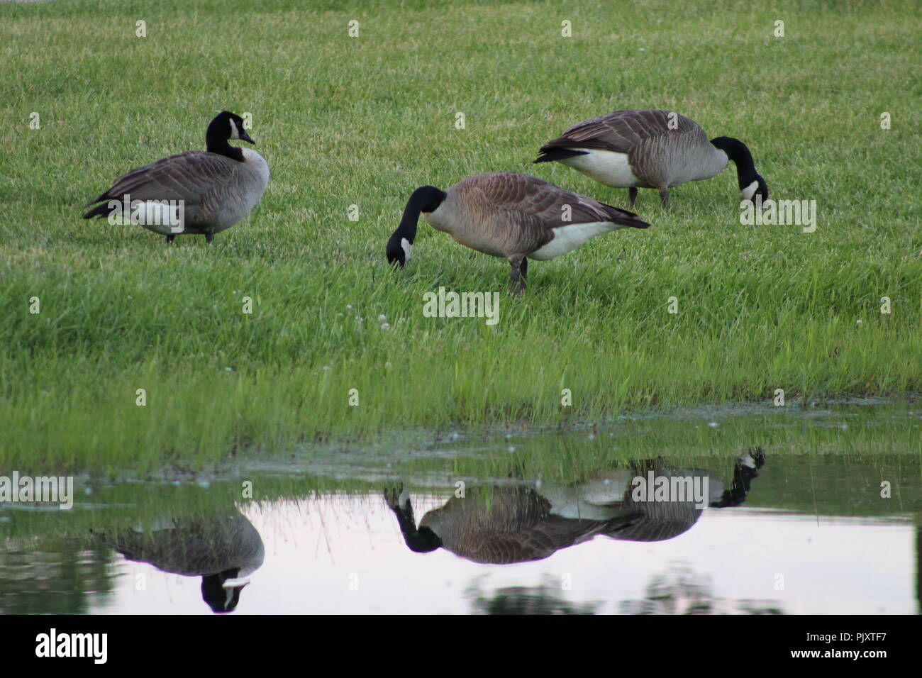 three geese eating in a field by a pond with their reflection in the water Stock Photo