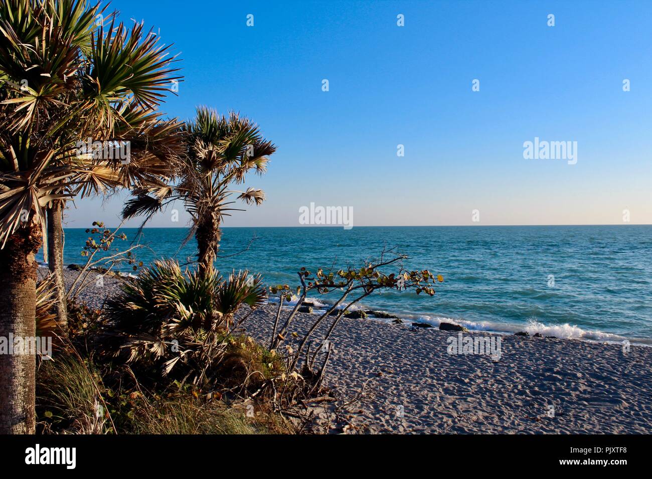 ocean view with blue water and palm trees on a sunny day Stock Photo