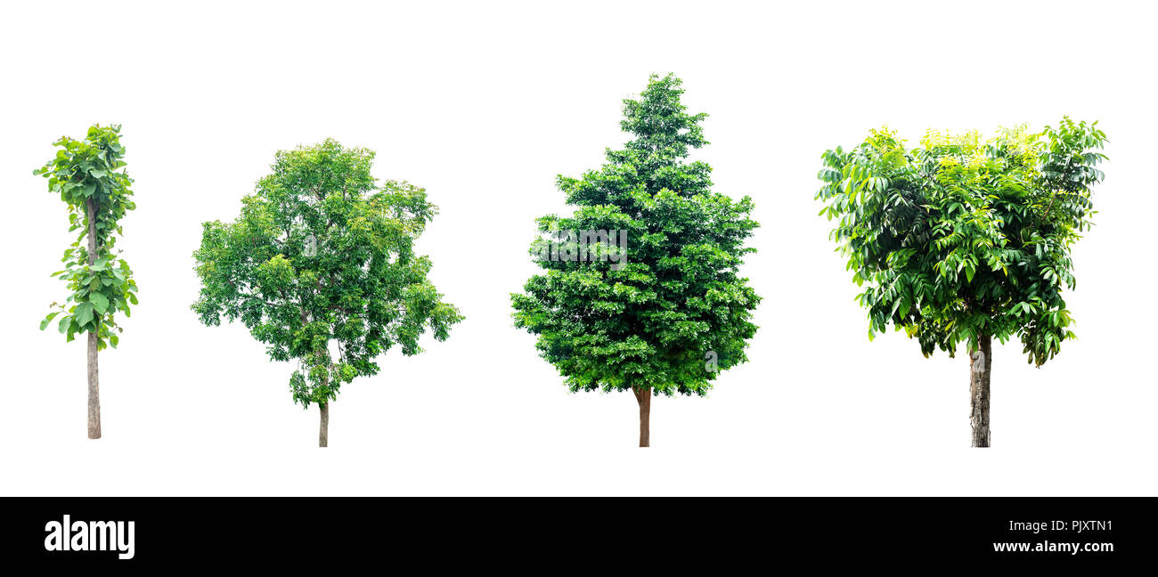 Trees isolated on white background. Cut out and path. use for