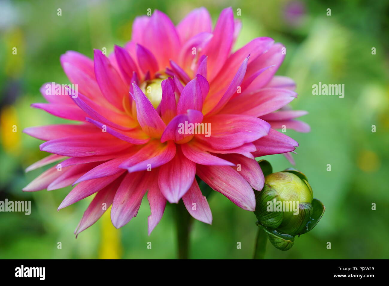 Bright Pink Border Dahlia Flower and Bud Stock Photo