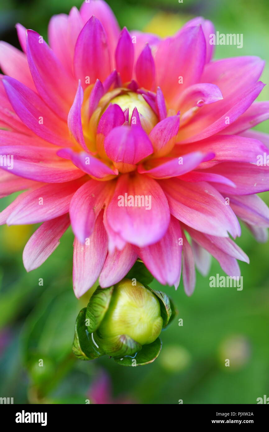 Bright Pink Border Dahlia Flower and Bud Stock Photo