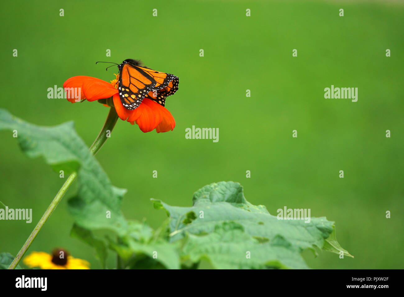 Monarch Butterfly pollinating Mexican Sunflower Stock Photo