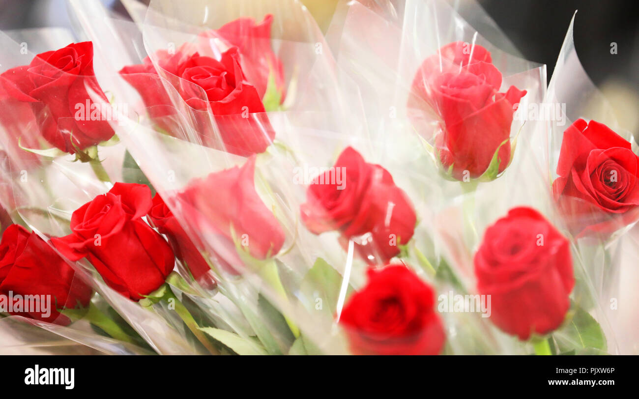 Romantic bouquet of a number of long stem bright red roses. Rose flowers wrapped in clear plastic wrapping. valentines day gift for special loved ones Stock Photo