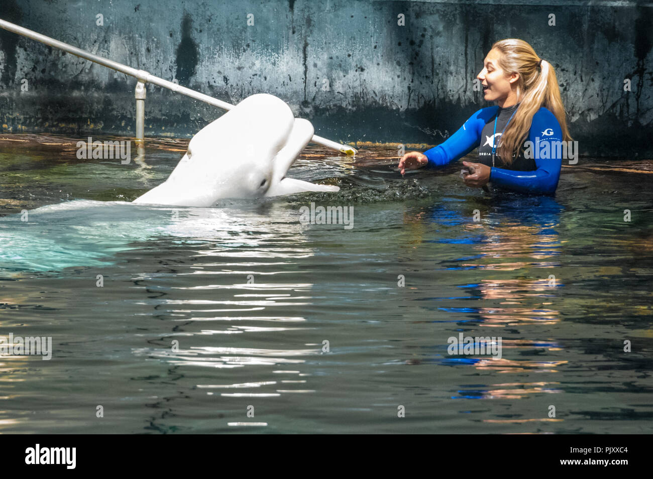 Trainer with beluga whale at the Georgia Aquarium in downtown Atlanta, Georgia. (USA) Stock Photo