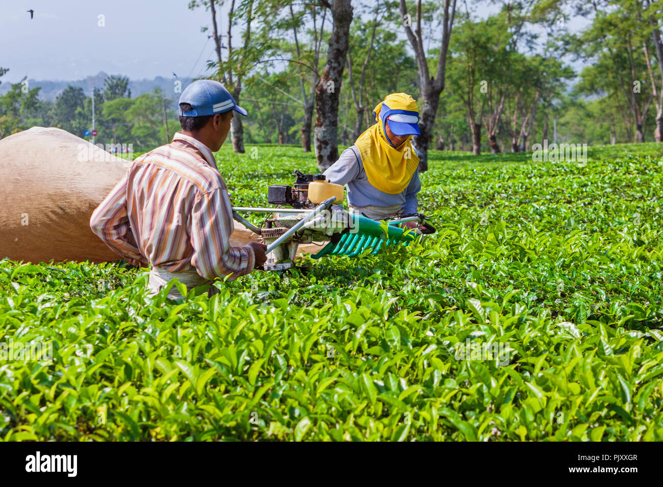 Lawang, Indonesia - July 16, 2018: Indonesian men work hard at highland tea plantation. Farmers picking leaves from green shrubs row. Stock Photo