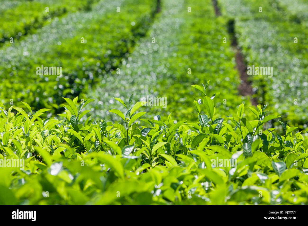 Tea leaves growing on top of shrub knowing as flush. Used to produce best sorts of white, green and black tea. Highland plantation background. Stock Photo