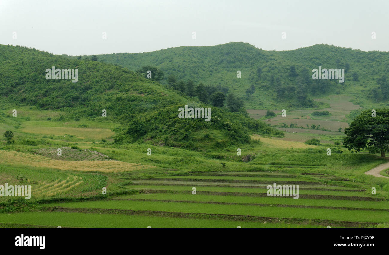 Rice field korean hires stock photography and images Alamy
