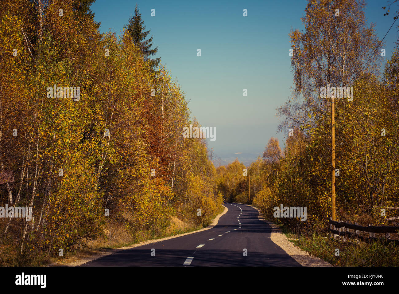 Empty road leading through fall foliage forest in the autumn Stock Photo
