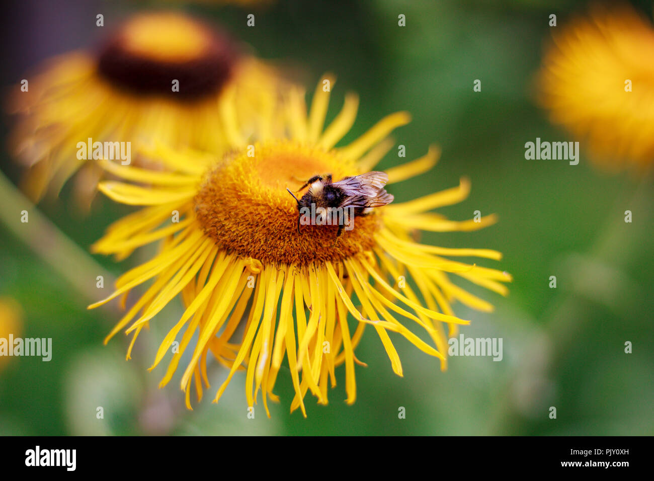Honey Bee in Sunflower Stock Photo