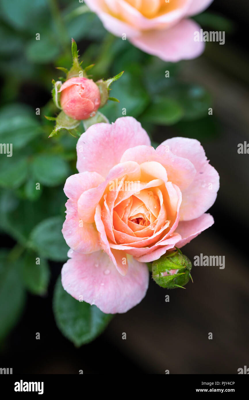 Miniature rose bush hi-res stock photography and images - Alamy