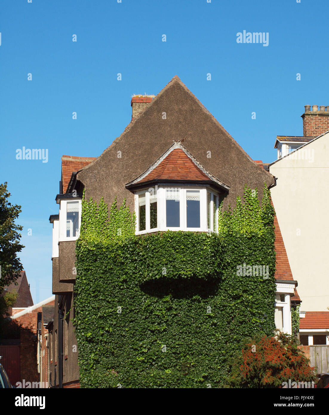 A house situated in the suburbs of Tynemouth on a sunny day with creeping ivy covering the lower part of the building Stock Photo