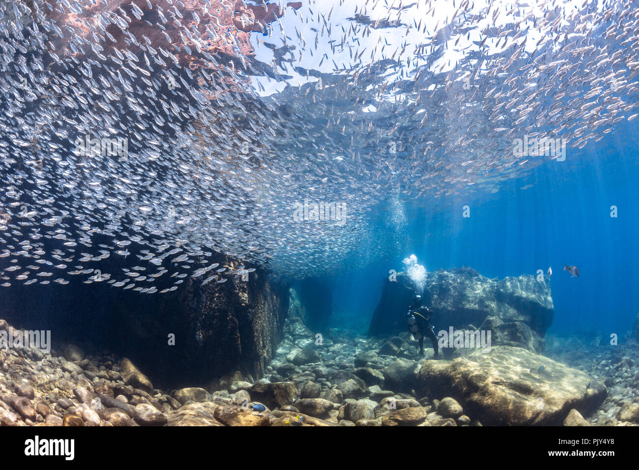 School of Sardines with diver at Los Islotes, Sea of Cortez, Mexico Stock Photo