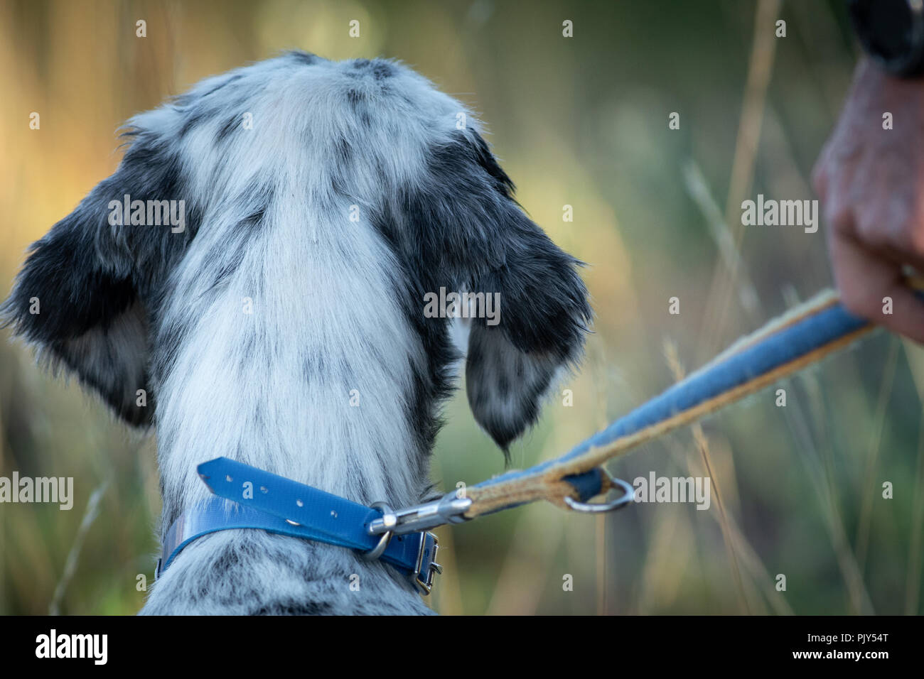 Rear view of Pointer pedigree dog head with owner hand and strap Stock Photo
