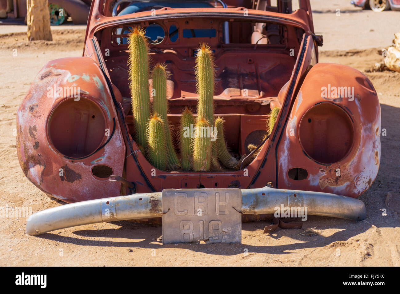 old car with cactus inside desert namibia summer Stock Photo - Alamy