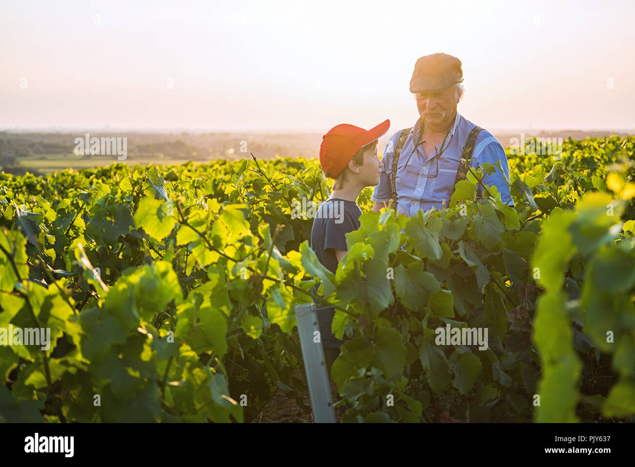 Two generations of winegrowers in their vines at sunset. Stock Photo