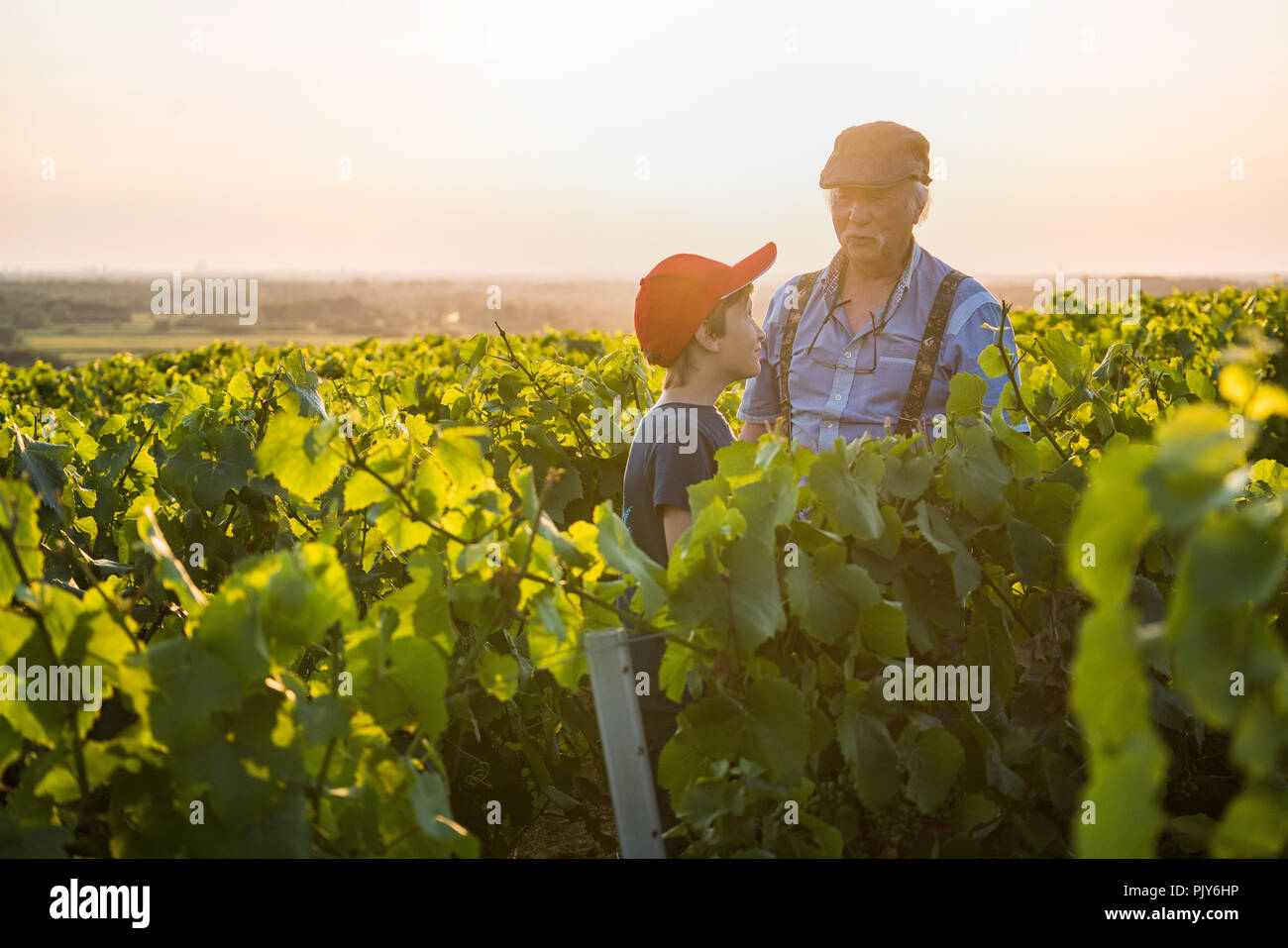 Two generations of winegrowers in their vines at sunset. Stock Photo