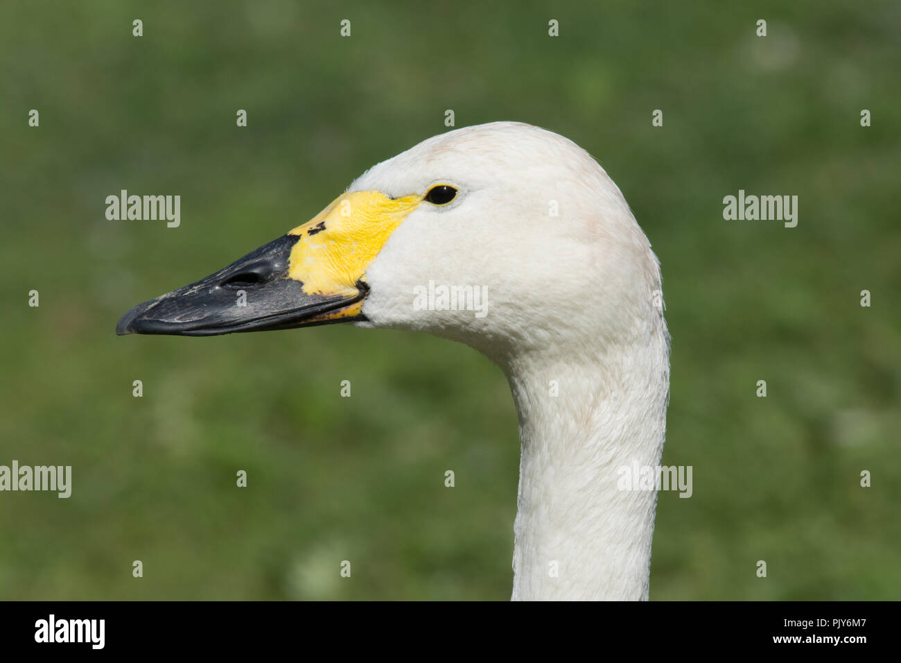Bewick's swan (Cygnus columbianus bewickii) Stock Photo