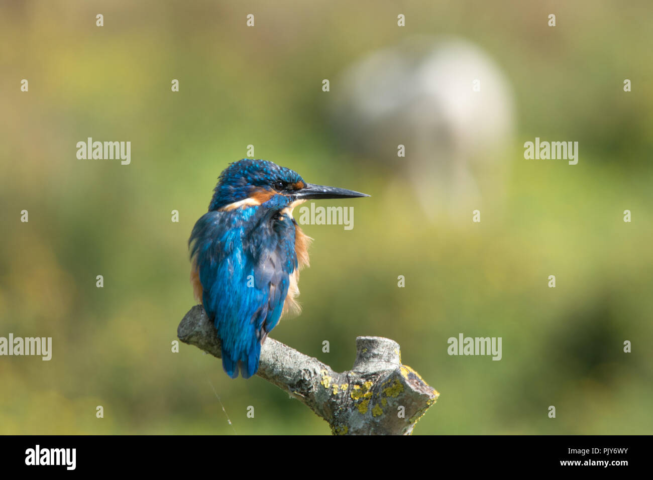 A stunning kingfisher (Alcedo atthis) at the Wildfowl and Wetlands Trust nature reserve in Arundel, West Sussex, UK. Stock Photo