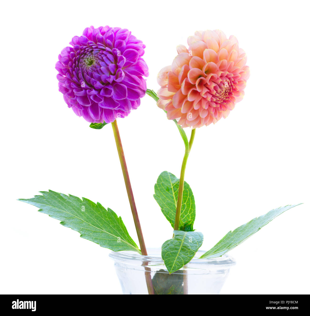 Dahlia flowers bouquet Stock Photo Alamy