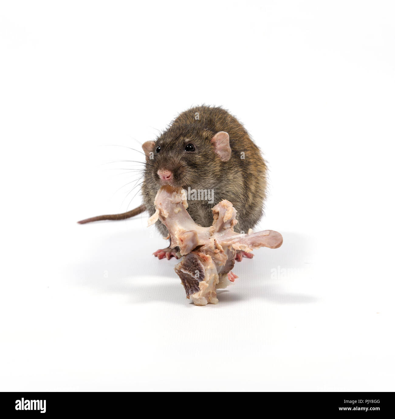 A rat gnaws meat from bones on a white background Stock Photo - Alamy