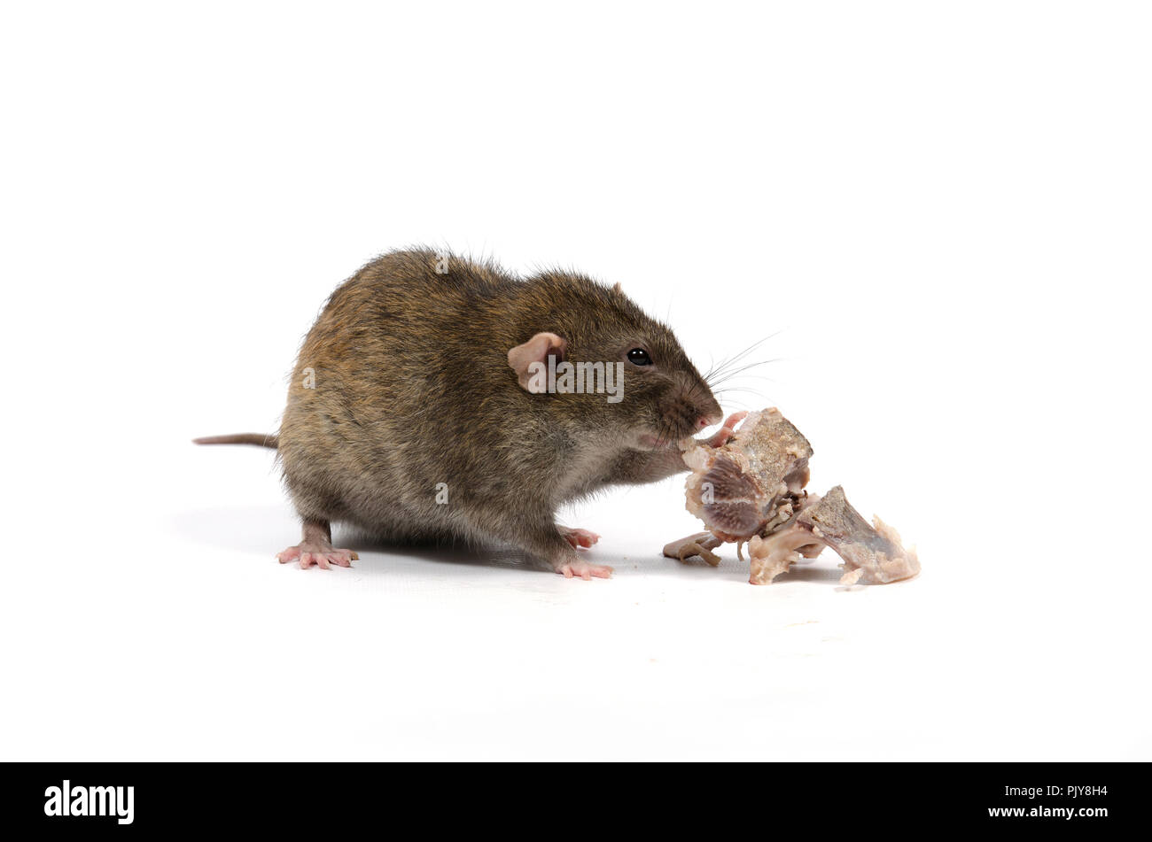 A rat gnaws meat from bones on a white background Stock Photo - Alamy