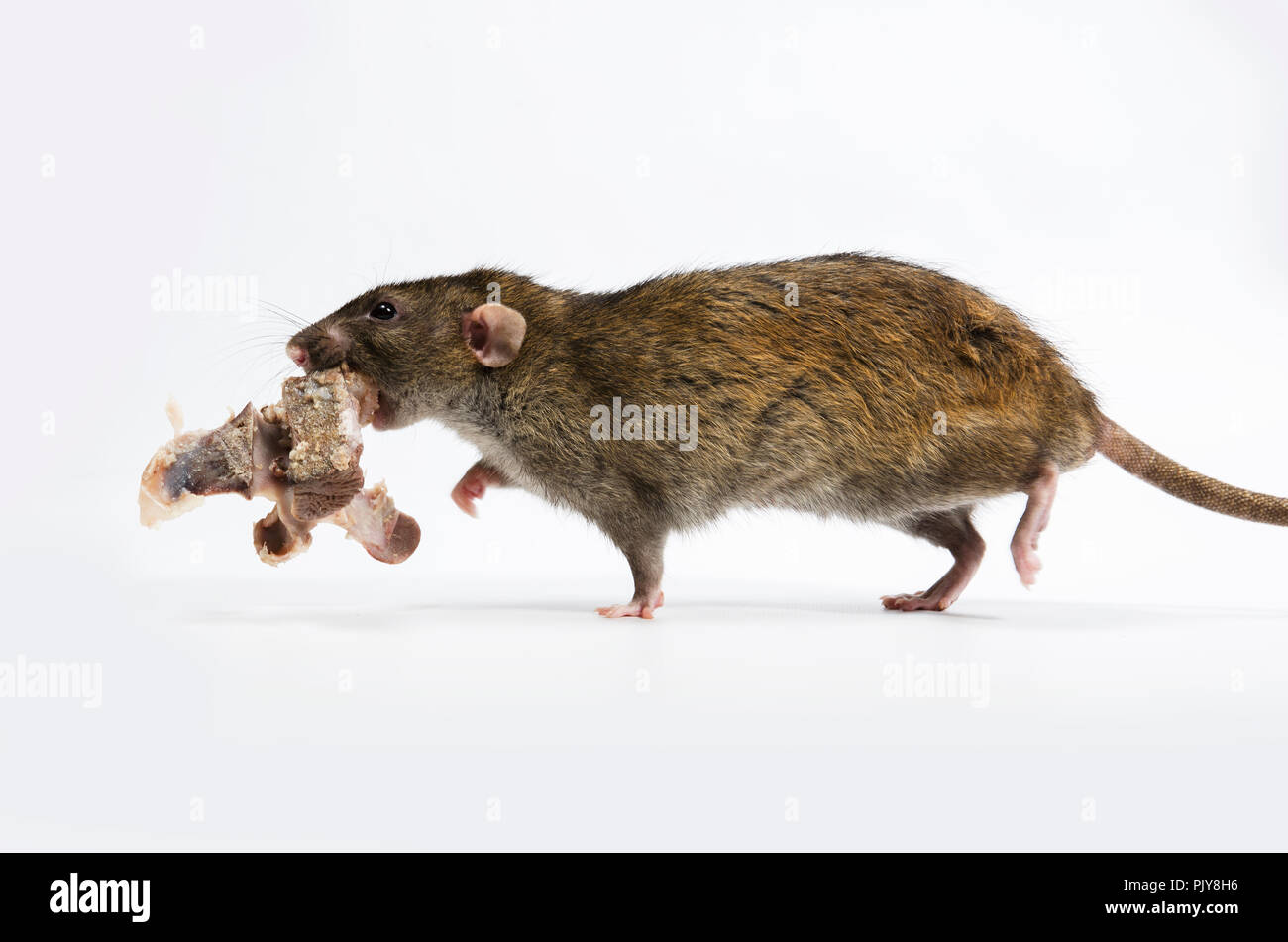 A rat gnaws meat from bones on a white background Stock Photo - Alamy