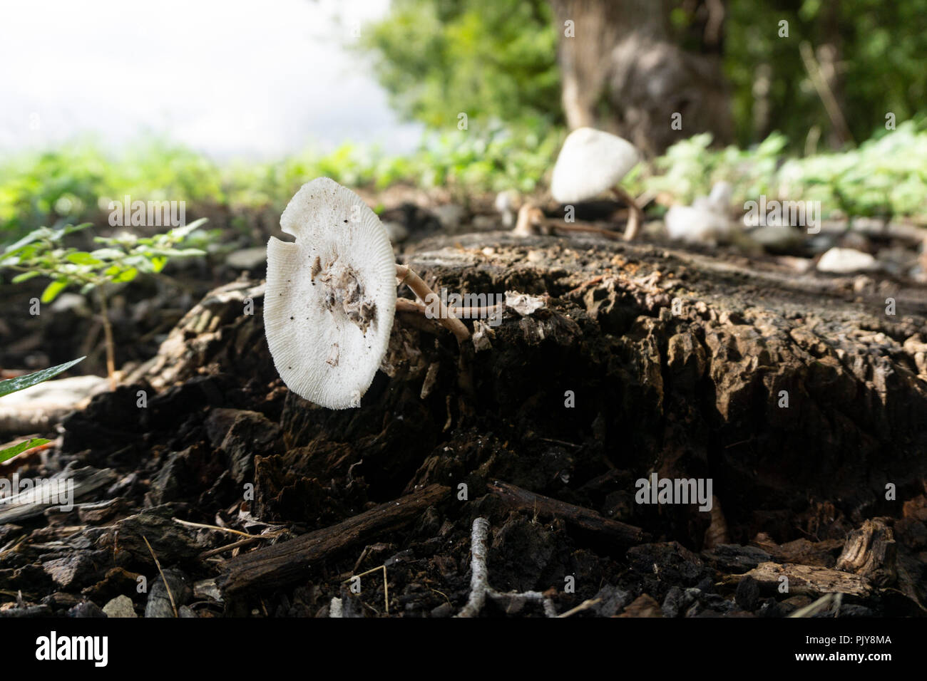 Fungi growing on a tree stump Stock Photo Alamy