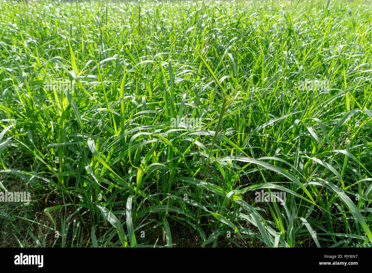 Native grasses in a field in north Texas Stock Photo Alamy