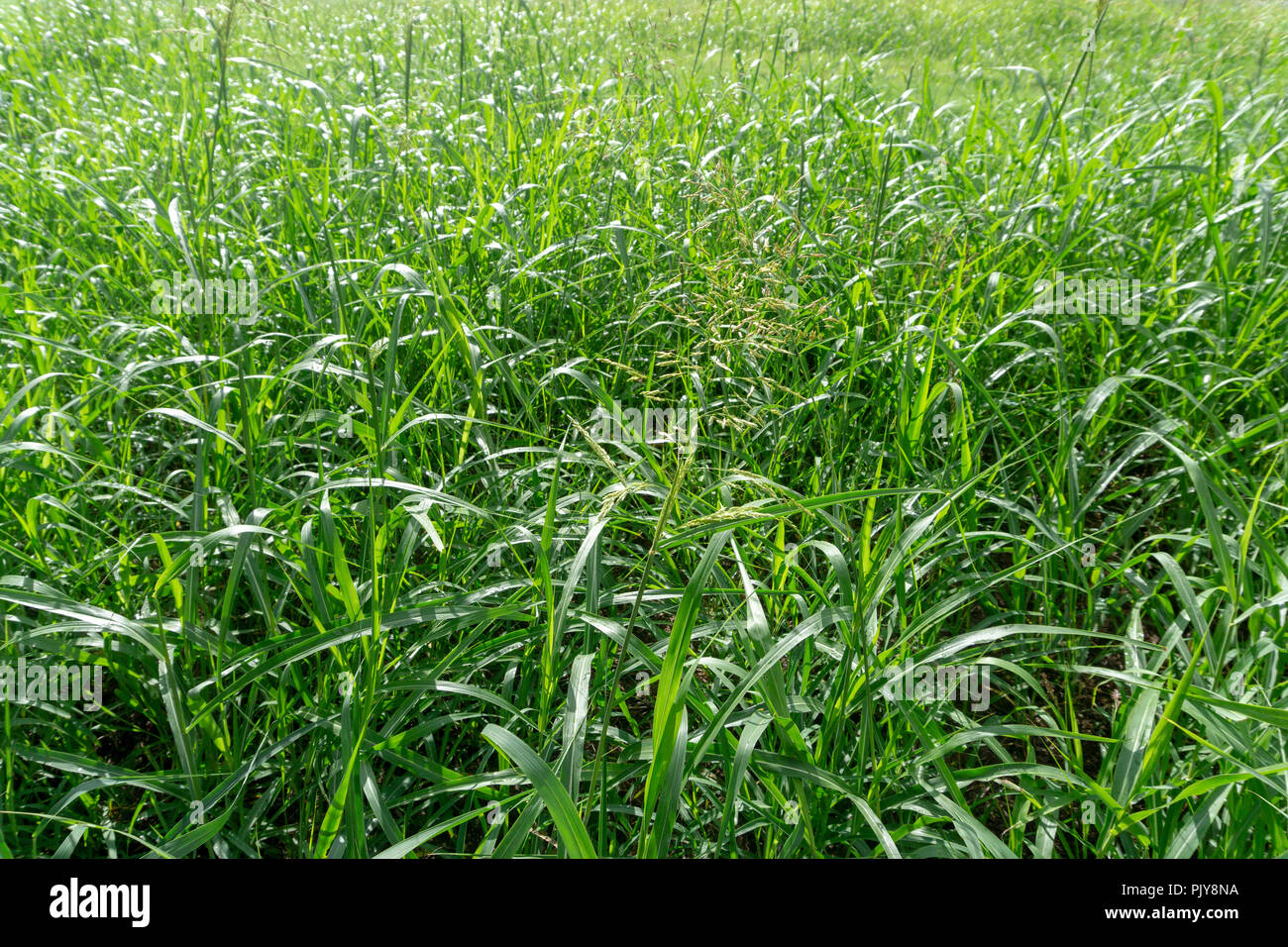 Native grasses in a field in north Texas Stock Photo Alamy