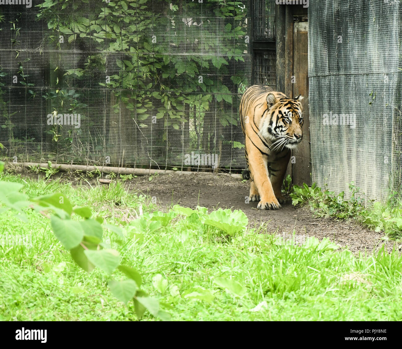 Toronto zoo snow leopard hi-res stock photography and images - Alamy