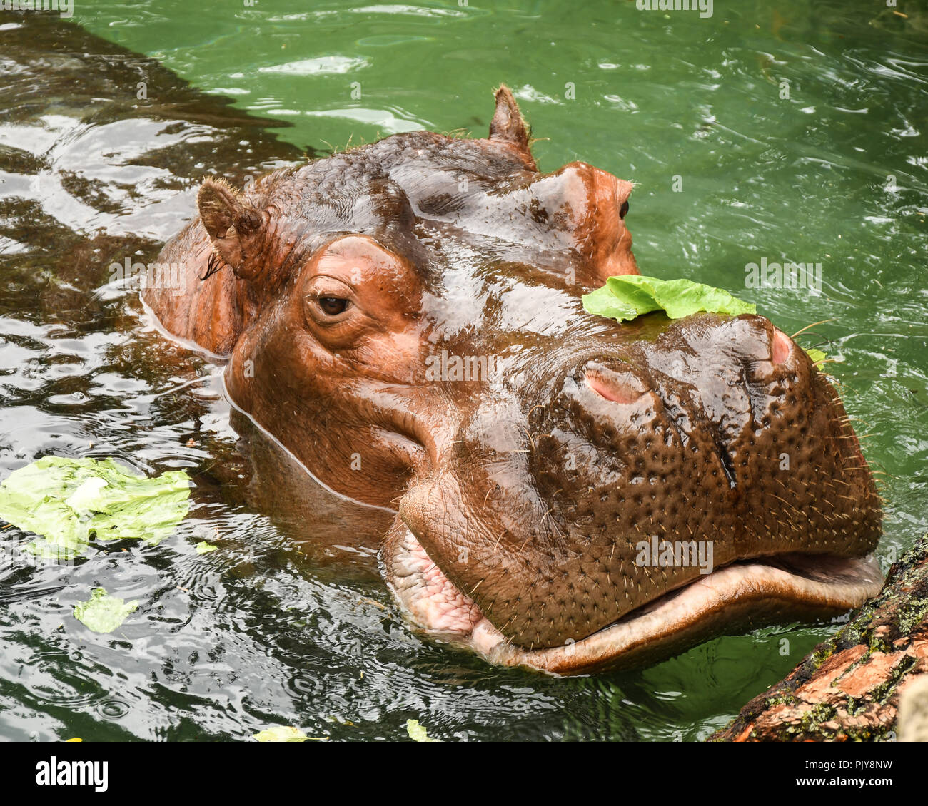 Toronto zoo snow leopard hi-res stock photography and images - Alamy