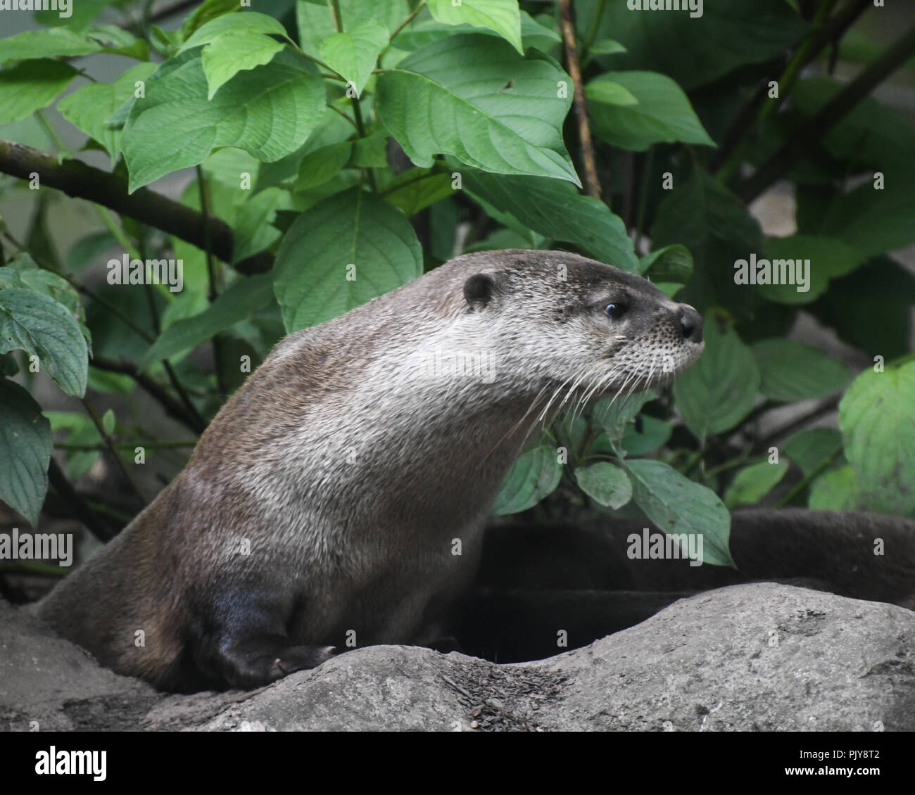 Toronto zoo snow leopard hi-res stock photography and images - Alamy