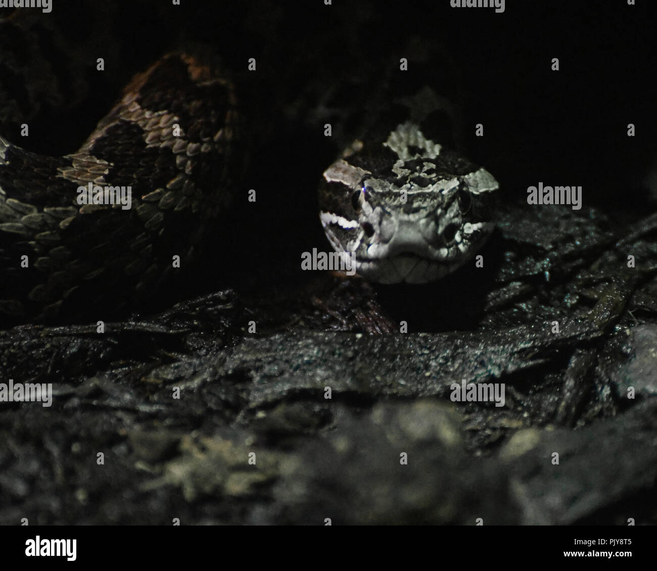 Toronto zoo snow leopard hi-res stock photography and images - Alamy