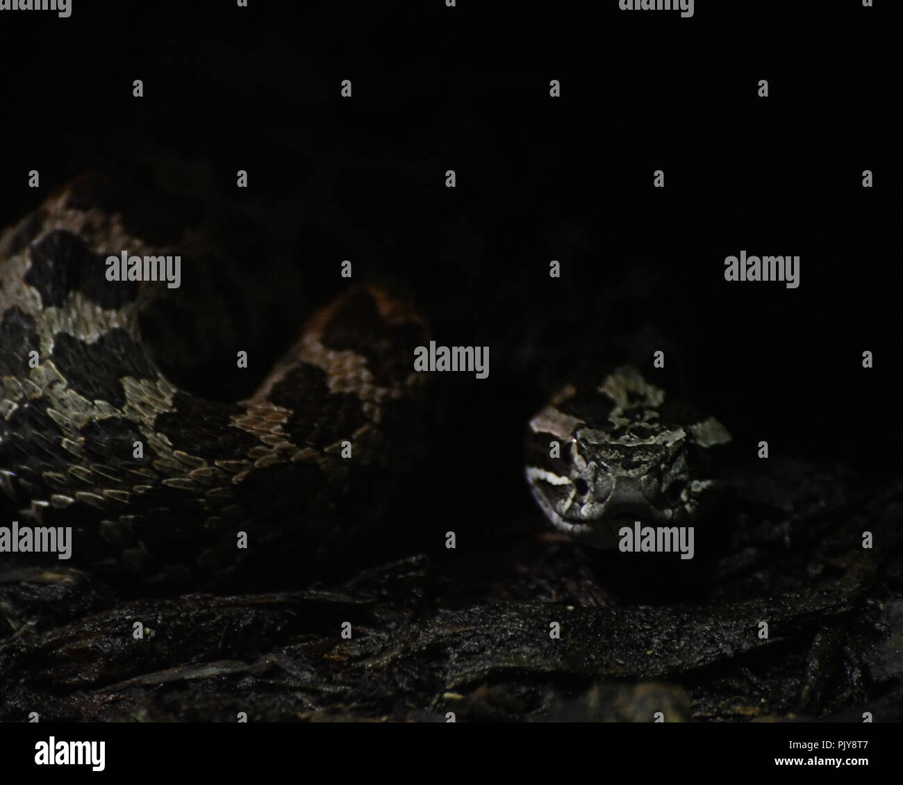 Toronto zoo snow leopard hi-res stock photography and images - Alamy